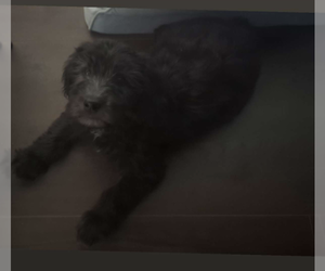 Goldendoodle-Sheepadoodle Mix Puppy for sale in EMPORIA, KS, USA