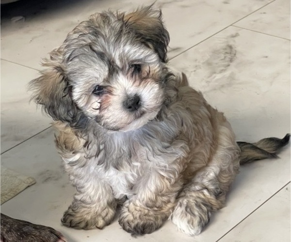 Medium Photo #8 Maltipoo (Miniature) Puppy For Sale in PALMDALE, CA, USA