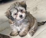 Small #7 Maltipoo (Miniature)