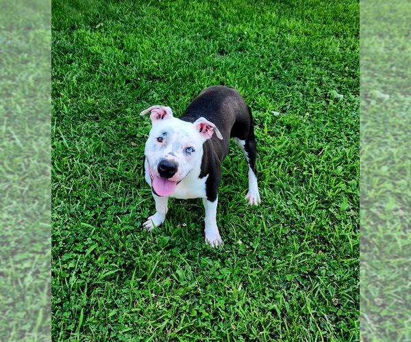 Medium Photo #6 American Pit Bull Terrier-Unknown Mix Puppy For Sale in Perth Amboy, NJ, USA