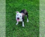 Small #5 American Pit Bull Terrier Mix