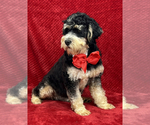 Small Photo #1 Bernedoodle (Miniature) Puppy For Sale in BULLARD, TX, USA