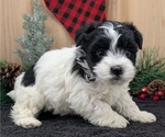 Small #1 Havanese