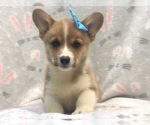 Pembroke Welsh Corgi Puppy for sale in LAKELAND, FL, USA