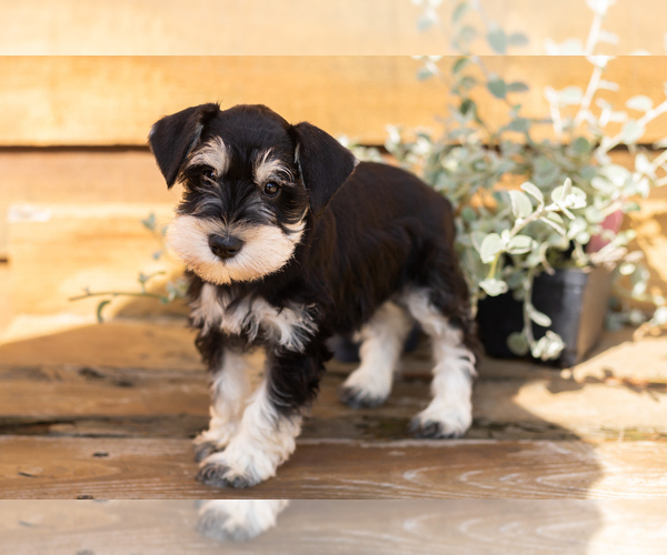 Medium Photo #4 Schnauzer (Miniature) Puppy For Sale in NAPPANEE, IN, USA