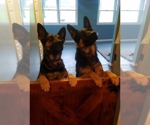 Father of the German Shepherd Dog puppies born on 05/03/2019