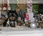 Small Photo #4 Yorkshire Terrier Puppy For Sale in WEST PALM BEACH, FL, USA