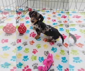 Dachshund Puppy for sale in ORO VALLEY, AZ, USA