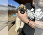 Puppy Puppy 3 Anatolian Shepherd-Great Pyrenees Mix