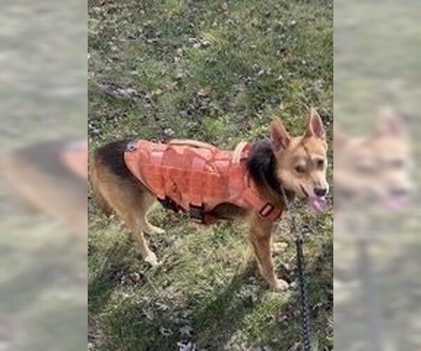 Medium Photo #1 German Shepherd Dog-Unknown Mix Puppy For Sale in Forestville, MD, USA
