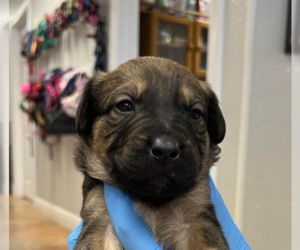 Labrador Retriever-Unknown Mix Dogs for adoption in Bolivar, MO, USA