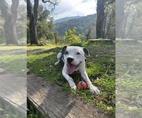 Medium Photo #1 American Staffordshire Terrier-Unknown Mix Puppy For Sale in Dana Point, CA, USA