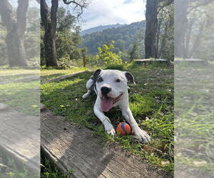 American Staffordshire Terrier-Unknown Mix Dogs for adoption in Dana Point, CA, USA