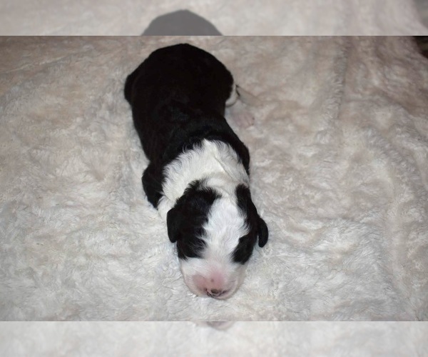 Medium Photo #2 Sheepadoodle Puppy For Sale in HALLOCK, MN, USA