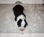 Small Photo #2 Sheepadoodle Puppy For Sale in HALLOCK, MN, USA