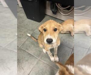 Mutt Dogs for adoption in San Antonio, TX, USA