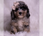 Small Photo #22 Poodle (Miniature) Puppy For Sale in WARSAW, IN, USA