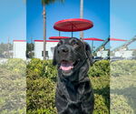 Small Labrador Retriever Mix