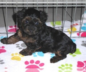 YorkiePoo Puppy for sale in ORO VALLEY, AZ, USA