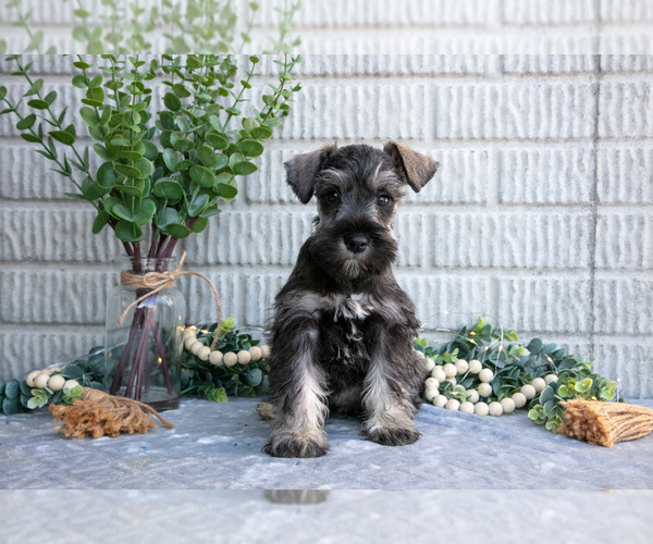 Medium Photo #1 Schnauzer (Miniature) Puppy For Sale in BALTIC, OH, USA