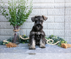 Medium Schnauzer (Miniature)