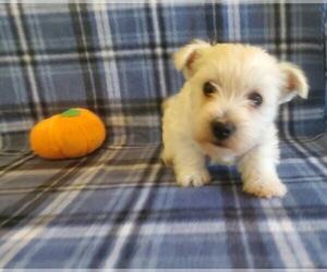 West Highland White Terrier Puppy for sale in MOUNTAINBURG, AR, USA