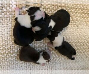 Boston Terrier Puppy for sale in EATON, OH, USA
