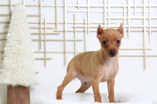 Miniature Pinscher Puppy for sale in BEL AIR, MD, USA