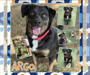 Argo - Male Australian Shepherd-Unknown Mix Dog for Adoption - Photo #3