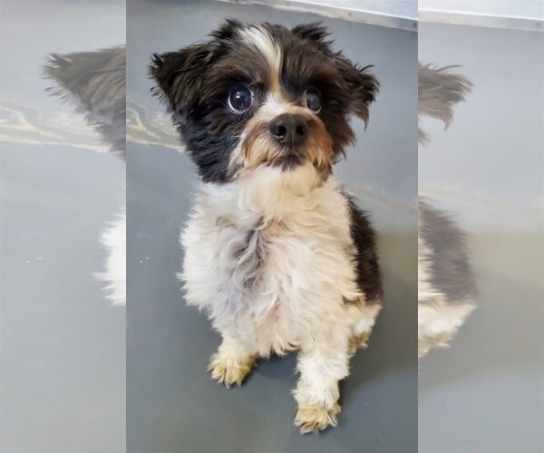 Medium Photo #4 Maltese-Poodle (Toy) Mix Puppy For Sale in Santa Clarita, CA, USA