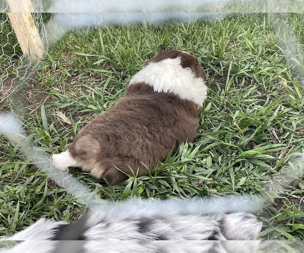 Medium Photo #3 Miniature Australian Shepherd Puppy For Sale in LARKSPUR, CO, USA