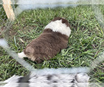 Small #2 Miniature Australian Shepherd