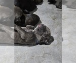 Small #17 Cane Corso