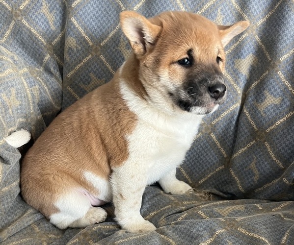 Medium Photo #3 Shiba Inu Puppy For Sale in KALONA, IA, USA