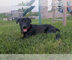 Small #2 Labrador Retriever Mix