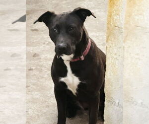 Tess (Courtesy Post) - Adopt Me! - Female Labrador Retriever-Unknown Mix Dog for Adoption - Photo #7