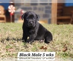 Puppy Black male Labrador Retriever