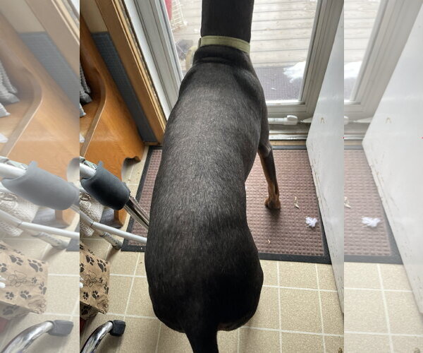Medium Photo #14 Doberman Pinscher Puppy For Sale in Buffalo, MN, USA