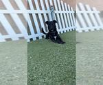 Small Labrador Retriever Mix