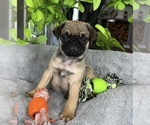 Small #2 Pug
