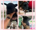 Puppy Puppy #3 French Bulldog