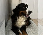 Small #1 Bernese Mountain Dog