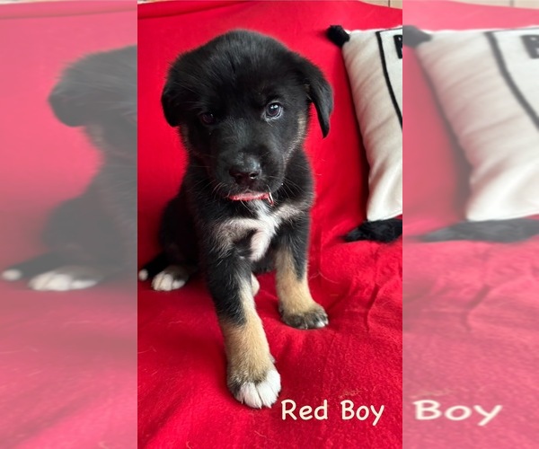 Medium Photo #2 Gerberian Shepsky Puppy For Sale in HOLTON, MI, USA