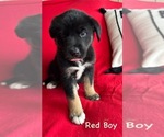 Puppy Red Boy Gerberian Shepsky