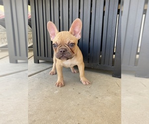 French Bulldog Puppy for sale in MORENO VALLEY, CA, USA