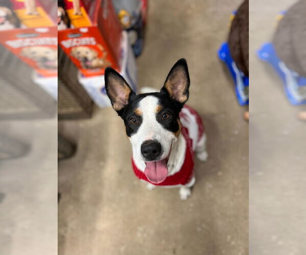 Medium Photo #1 Mutt Puppy For Sale in Maryville, TN, USA