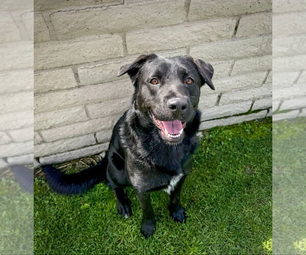 Medium Photo #6 Labrador Retriever Puppy For Sale in San Diego, CA, USA