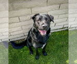 Small #5 Labrador Retriever