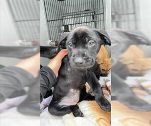 Labrador Retriever-Unknown Mix Dogs for adoption in Houston, TX, USA