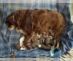 Australian Shepherd Puppy for sale in SYLVA, NC, USA